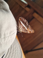 Adelpha malea goyama