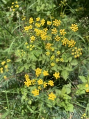 Bupleurum polyphyllum