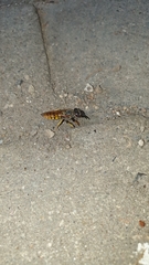 Philanthus triangulum