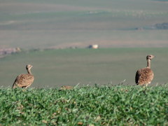 Eupodotis vigorsii vigorsii