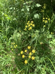 Bupleurum polyphyllum