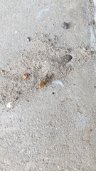 Philanthus triangulum