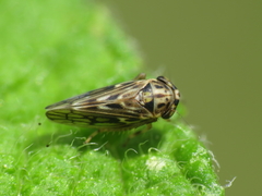 Agallia consobrina