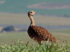 Eupodotis vigorsii vigorsii