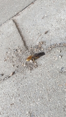 Philanthus triangulum