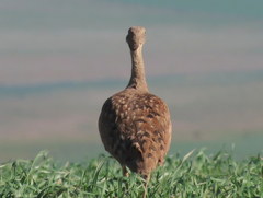 Eupodotis vigorsii vigorsii