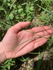 Bupleurum polyphyllum