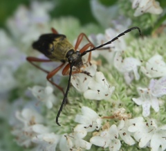 Typocerus acuticauda