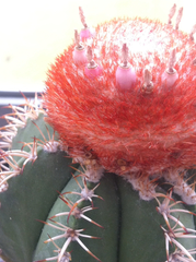 Melocactus