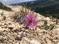 Silene petersonii