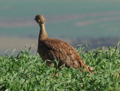 Eupodotis vigorsii vigorsii