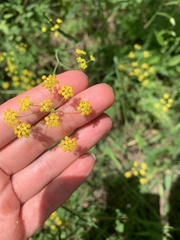 Bupleurum polyphyllum