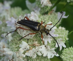 Typocerus acuticauda