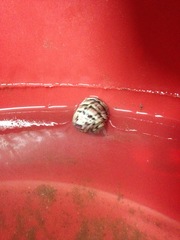 Nerita versicolor