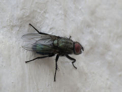Protocalliphora