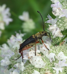 Typocerus acuticauda