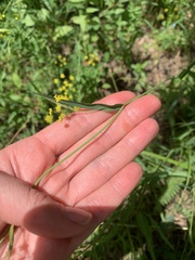 Bupleurum polyphyllum
