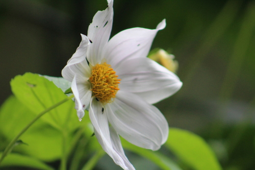 Dahlia imperialis