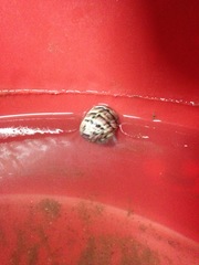 Nerita versicolor
