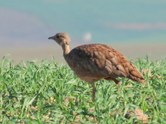Eupodotis vigorsii vigorsii
