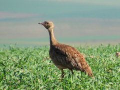 Eupodotis vigorsii vigorsii