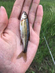 Richardsonius balteatus