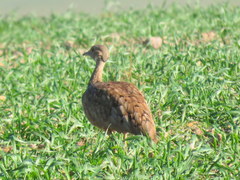 Eupodotis vigorsii vigorsii