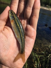 Richardsonius balteatus