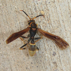 Polistes comanchus navajoe