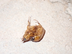 Cyclocephala hirta