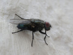 Protocalliphora