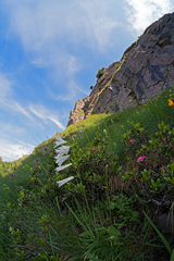 Paradisea liliastrum