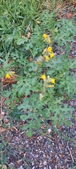 Solanum rostratum