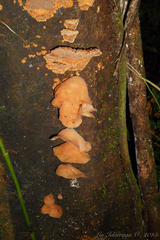 Auricularia fuscosuccinea