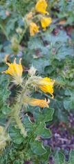 Solanum rostratum