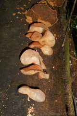 Auricularia fuscosuccinea