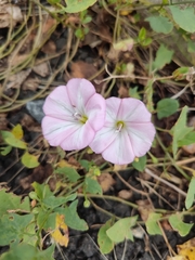 Convolvulus arvensis