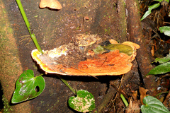 Rigidoporus