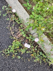 Convolvulus arvensis