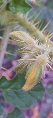 Solanum rostratum