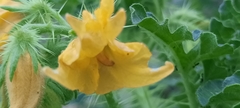 Solanum rostratum