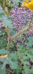 Solanum rostratum