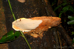 Rigidoporus
