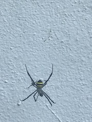 Argiope versicolor