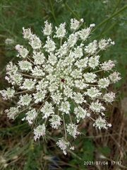 Daucus carota