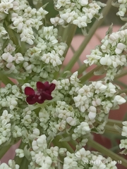 Daucus carota