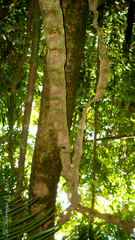 Schnella microstachya