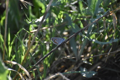 Plebejus melissa mexicana