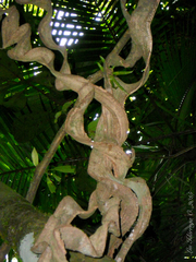 Schnella microstachya