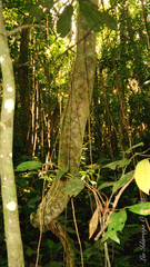 Schnella microstachya